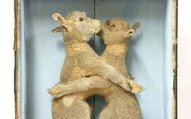A PAIR OF CONJOINED LAMBS