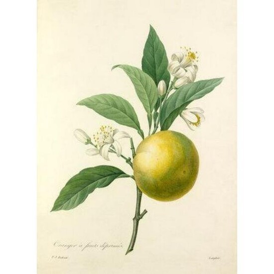 After Pierre-Jospeh Redoute, Floral Print, #89 Oranger