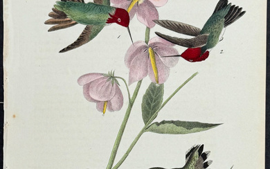 Audubon - Anna Humming Bird. 252