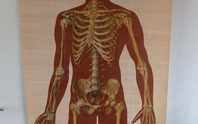 Deutsche Hygiene Museum. - School map - Anatomical School Chart of the Human Skeleton. - Linen