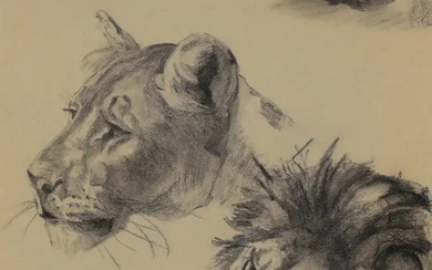 European School, early/mid 20th century - Study of lions, 1935; black crayon...