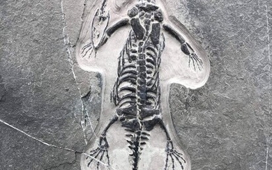 Fossil - On matrix - Keichousaurus sp.