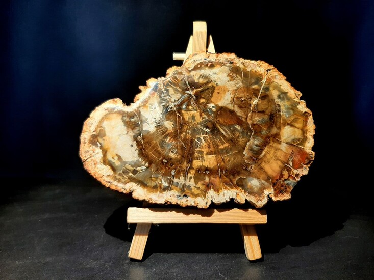 Fossil wood segment polished on 2 sides - a museum piece
