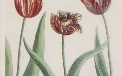 Johann Wilhelm Weinmann (allemand, 1683-1741) Johann Wilhelm Weinmann (allemand, 1683-1741) 'Tulipa lutea Sanguineis' de 'Phytanthoza...