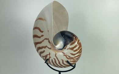 Nautilus Perfect preserved shell on “custom stand” - Nautilus pompilius - 13.5×7.5×11 cm - 1