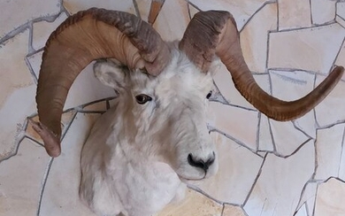 North American Dall, aka Stone Sheep Head mount - Ovis dalli - 650×700×620 mm - .