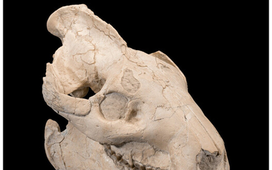 Oreodont Fossil Skull Merycoidodon sp. Late Oligocene Brule Formation...
