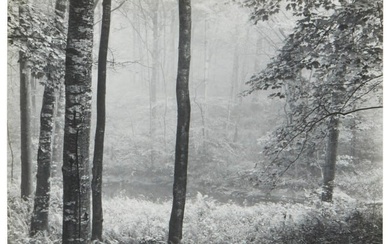 Paul Caponigro (b. 1932), "Redding Woods, Connecticut" from "Portfolio II," circa 1957