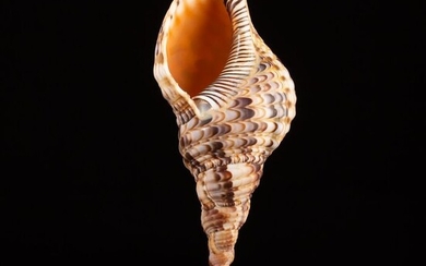 Triton's Trumpet Sea Snail Shell on custom pedestal - Charonia tritonis - 250×100×100 mm