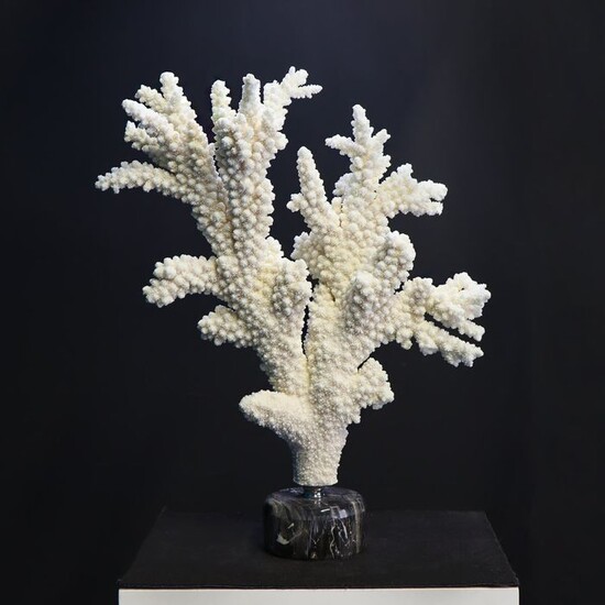 White Coral on a marble base - Acropora Florida - 520×440×110 mm
