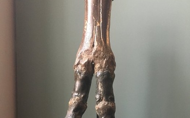 Wisent - Hind leg - Bison Priscus Priscus - 45×13×11 cm