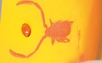 Dominican amber with Pseudo-Scorpion "Withius", approx. 30...