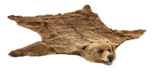 A Taxidermy Bear Skin Rug