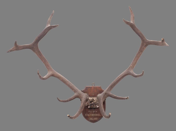 Antlers/Horns: A Large Set of Red Deer Antlers (Cervus elaphus),...