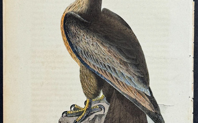 Audubon - Washington Sea Eagle. 13