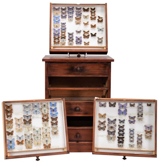 Entomology: A Collection of European Blue Butterflies, circa mid-late 20th century