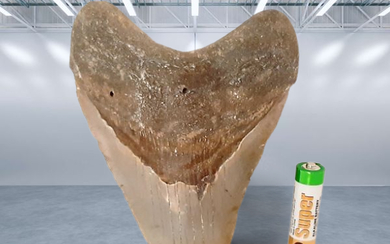 Giant fossil of a shark tooth "Carchrocles megalodon" a giant shark millions of years old - unusual and rare size!!!