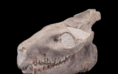 Oreodont Fossil Skull Merycoidodon culbertsoni Late Oligocene Brule Formation...