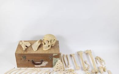 Parties d'un squelette dans une caisse en bois, objet d'étude. Delen van een skelet in...