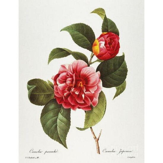 After Pierre-Jospeh Redoute, Floral Print, #16 Camelia