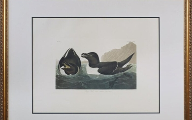 John James Audubon (1785-1851), "Razor Bill," No. 43