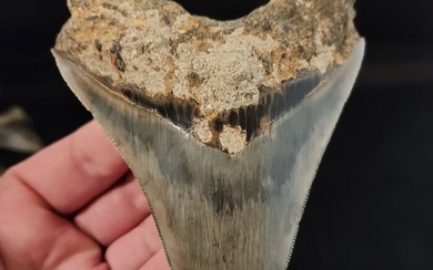 Megalodon - Tooth - *dark* - 11.1×9.5×1.7 cm