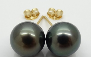 No Reserve Price - Tahitian Pearls, Rikitea Pearls, Peacock Green, Round, 9.9, 9.92 mm - 14 kt. Yellow gold - Stud earrings