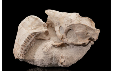 Oreodont Fossil Skull in Matrix Merycoidodon sp. Late Oligocene...