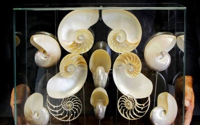 Pearly Chambered Nautilus Display in all-round Glass Case - Nautilus pompilius - 392×378×182 mm
