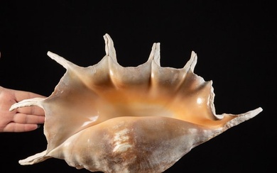Spider Conch - Top Quality - Large Size - Bawe Islands - Sea shell - Lambis Truncata - 296 x 384 x 114 mm