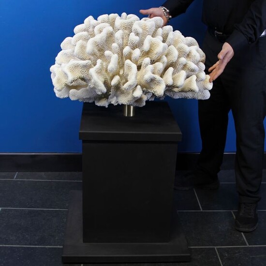Unusually large Cauliflower Coral on tall custom plinth - Pocillopora meandrina - 101×70×68 cm