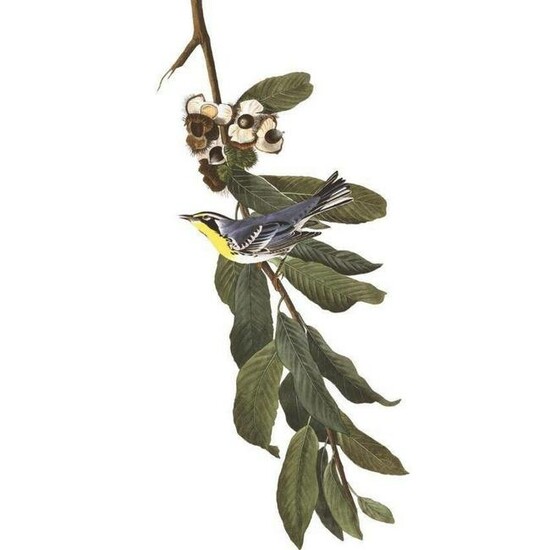 c1946 Audubon Print, #85 Yellow-Throated Warbler
